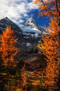 Larches and Mt. Assiniboine-1404 Larches and Mt. Assiniboine-1404